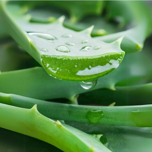 Aloe vera plant 3.jpg