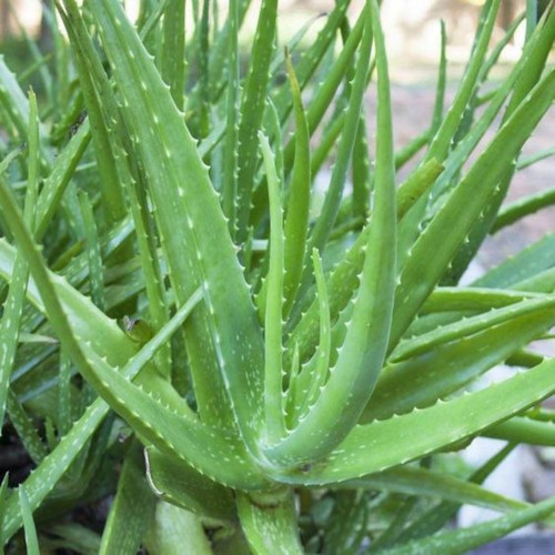 Aloe vera plant 1.jpg