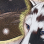 icon.png