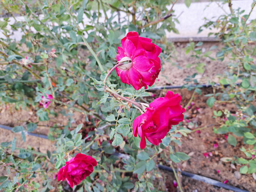 three beautiful red flower from ontonyades garden alex Egypt by mobile samsong A53 G5 red.jpg
