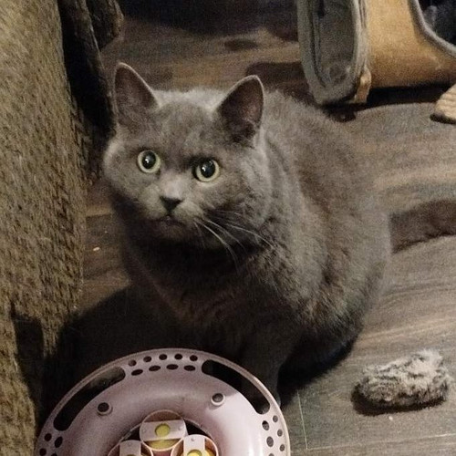 G cSHw9XYAA g R?format=jpg.jpg