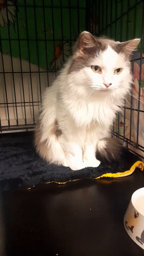 NS1 kvH2JXH3wp3m.jpg