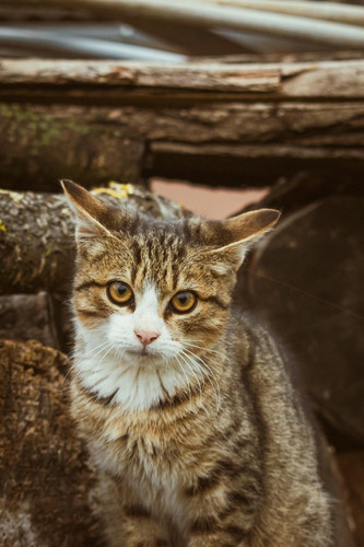 cat 1769278658 7691557.jpg
