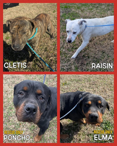 G WDleSWAAAqNWh?format=jpg.jpg