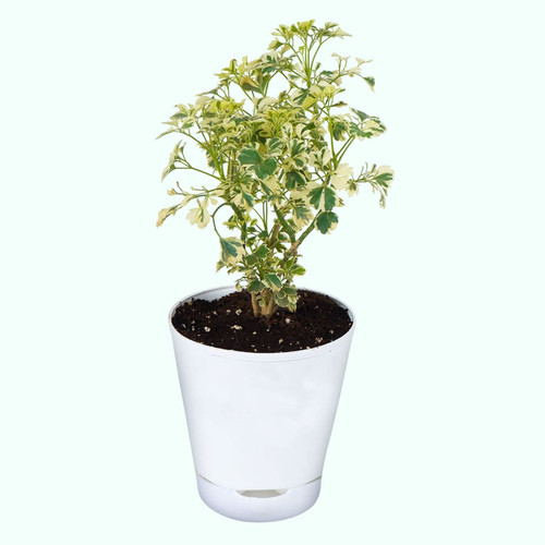 71xzuH3YRlL Photoroom.jpg