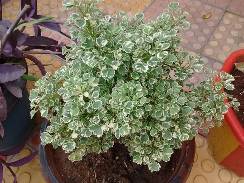 Variegated white Aralia plant Photoroom.jpg