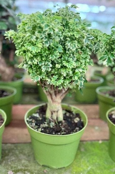 yes perennial no live plant smal.jpg