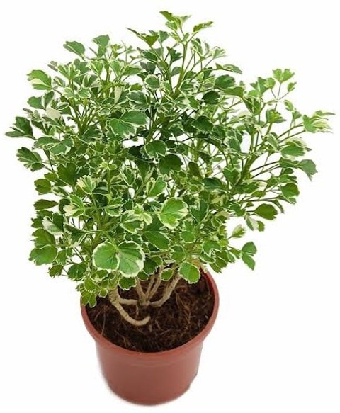 perennial yes yes aralia plant h.jpg