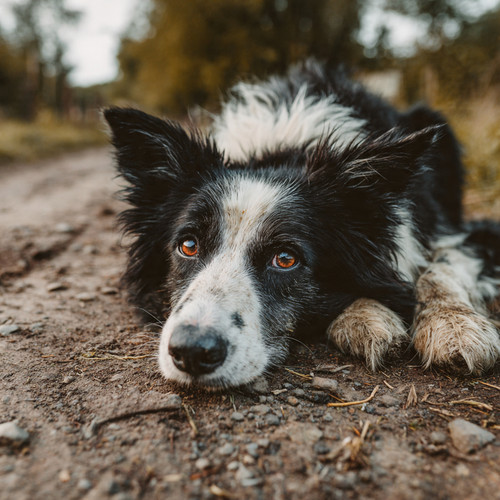 Tired body. Alert mind.❤️✨.jpg