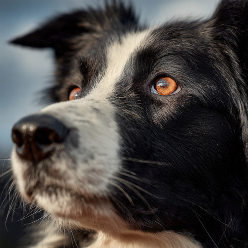 Eyes that think before they move.❤️✨.jpg