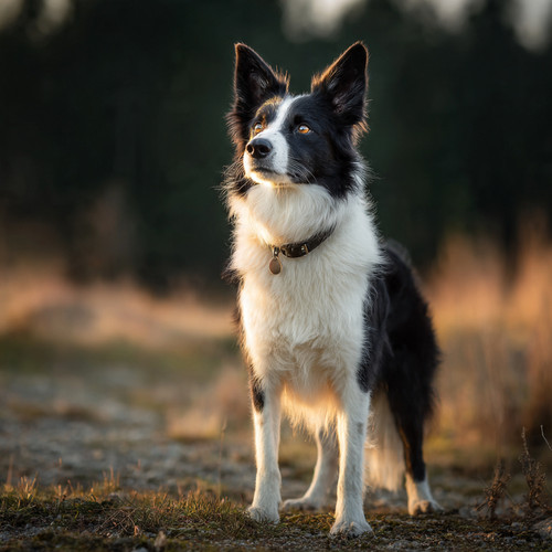 Always ready.❤️✨.jpg