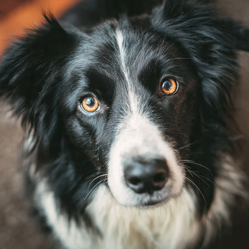 Look closer. He’s thinking.❤️✨.jpg