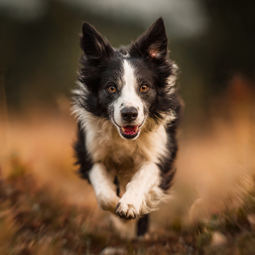 Born to run. Built to think.❤️✨.jpg