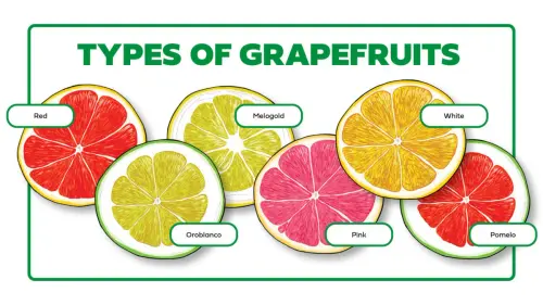 types of grapefruits horizontal infographic.webp