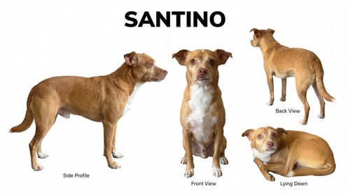 santino real character sheet.png