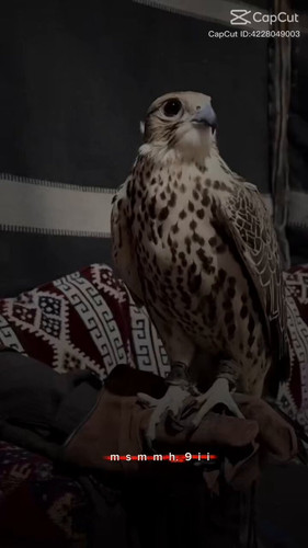 hT0vq6Z F3Z2KiU2.jpg