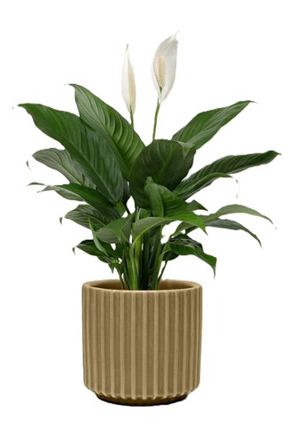 51eDgnyZb5L. SY879.jpg