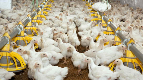 Cara Ternak Ayam Broiler Cepat Panen Untung Melimpah.jpg