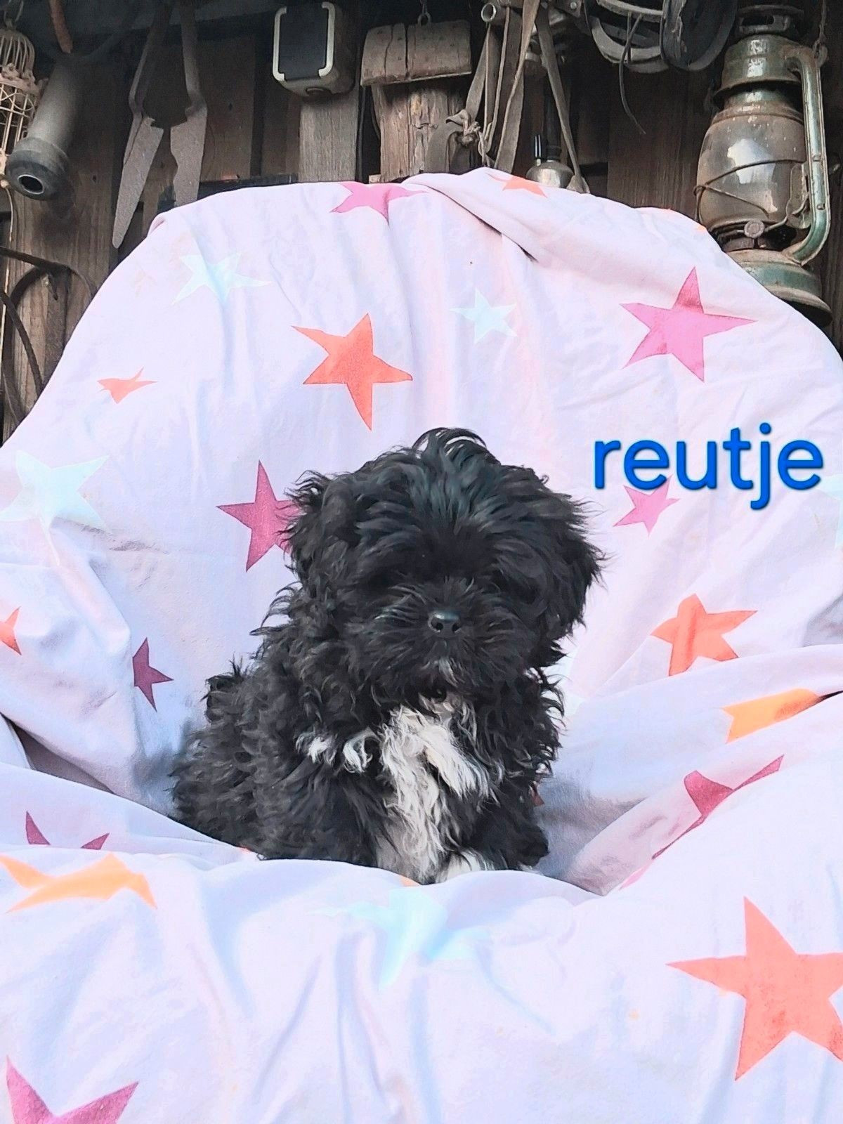 Te koop mooie kleinblijvende speelse boomer pups