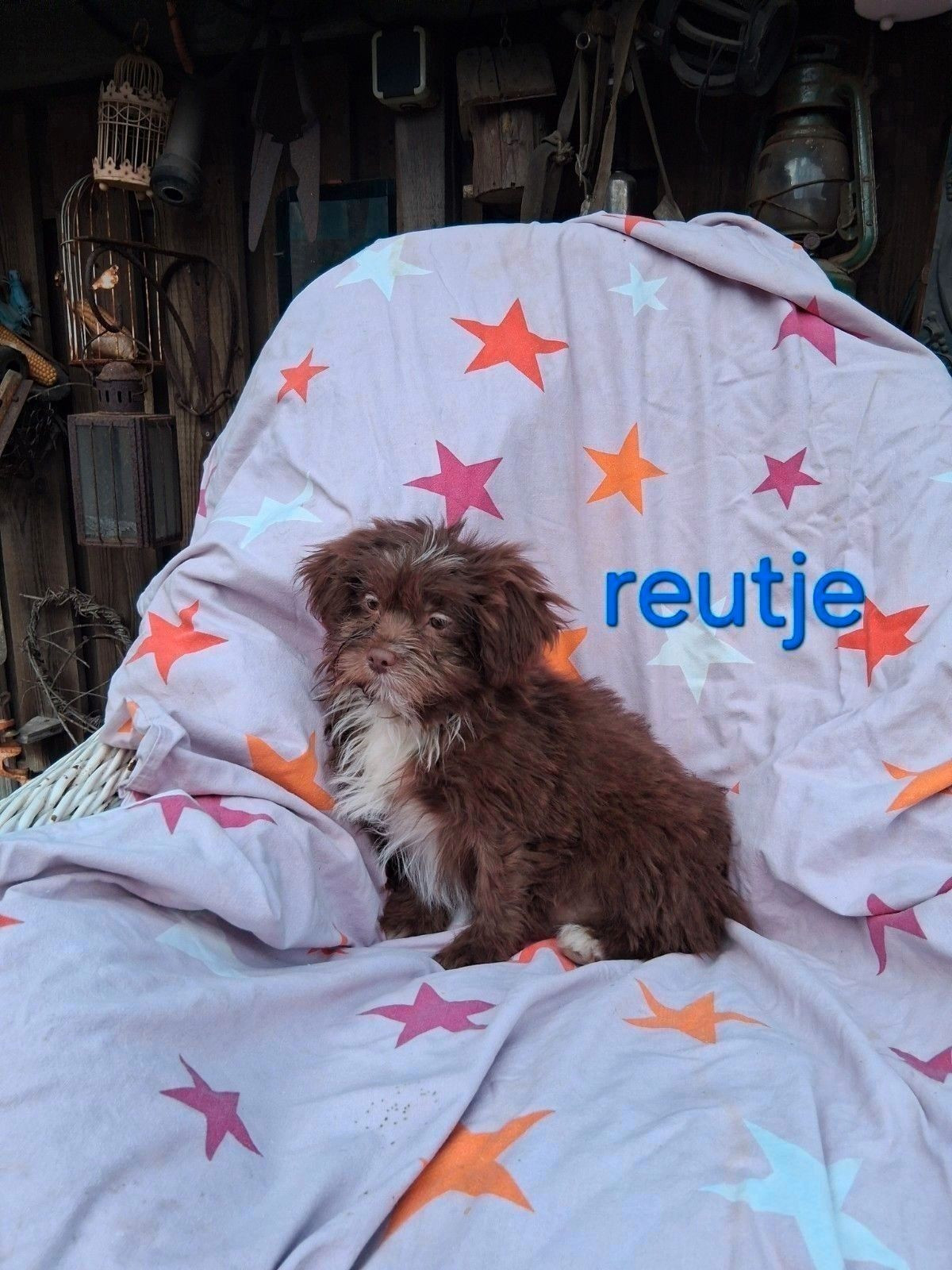 Te koop mooie kleinblijvende speelse boomer pups - Image 3