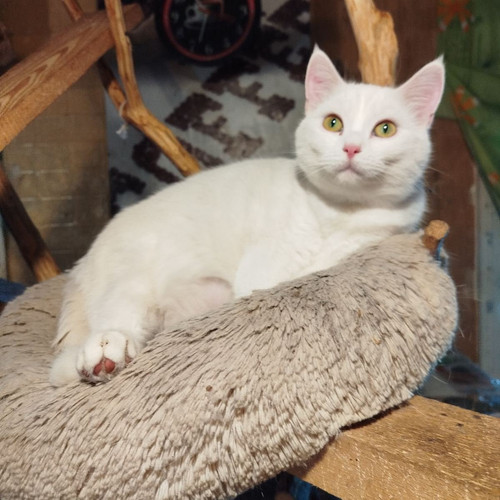 G cPI76WQAAi86z?format=jpg.jpg