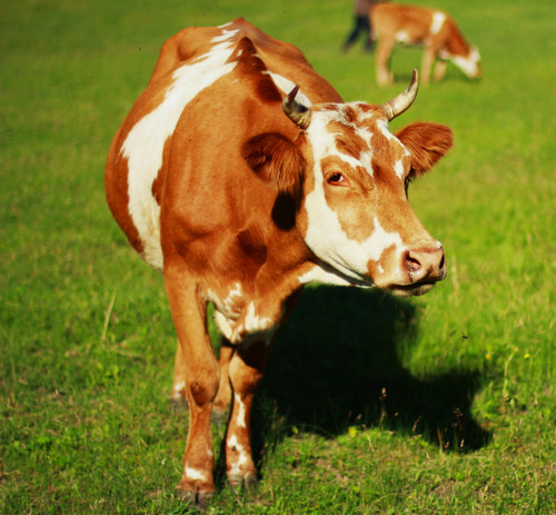 Cow.jpg