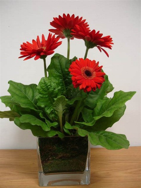 annual no yes gerbera plant 1 pl.jpg