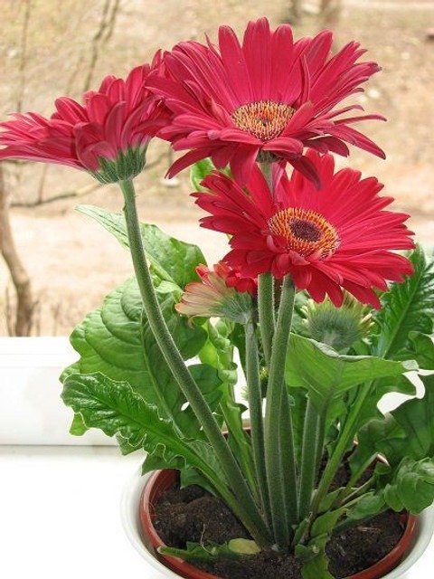 annual no yes gerbera plant 1 pl (1).jpg