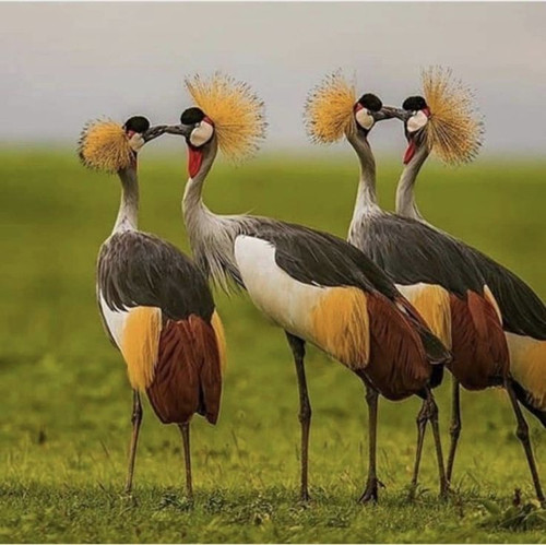 The Grey Crowned Crane.jpg