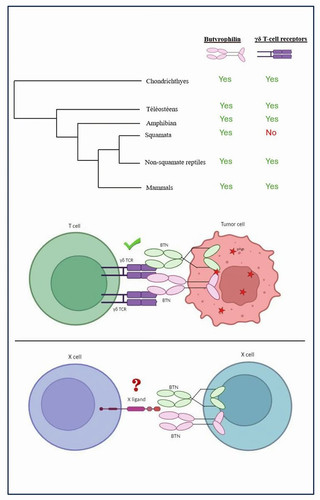 G VIeuLX0AEUPKD?format=jpg.jpg