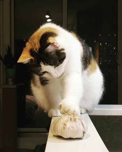 622829470 877286168426263 8289206445281667281 n.jpg