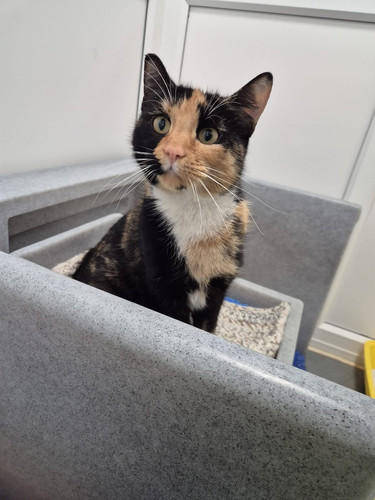 G bAVPIXgAAaxWW?format=jpg.jpg