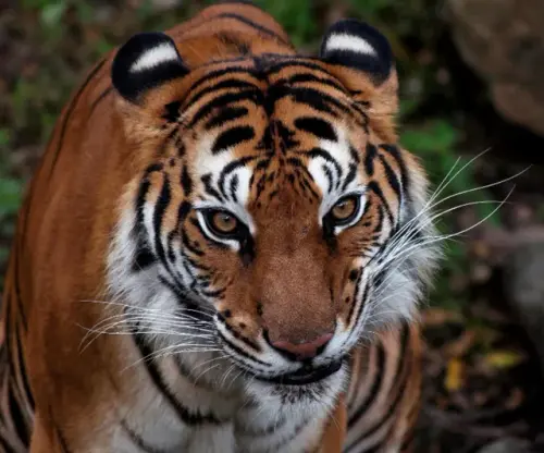 os7ESFJWAe1fA7ThLQYUAU8nWAEBIAmiDf9sEg~tplv dy shrink 640 533.webp