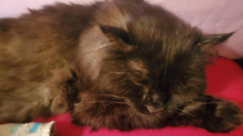 G ZSdpdW0AESV7l?format=jpg.jpg