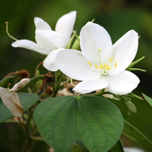 online plant bazar kanchan kachn (2).jpg
