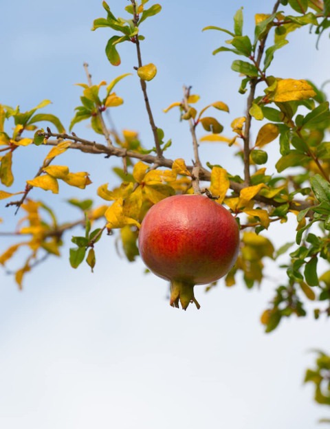 no perennial yes new bedana frui.jpg