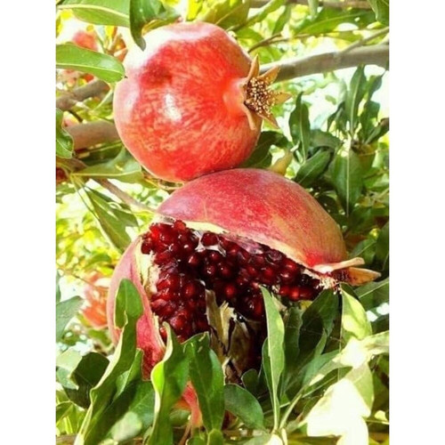 asnogmulda anar hybrid pomegrana.jpg