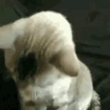 tenor.gif