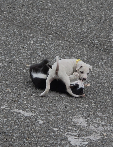 Anjing dan kucing.jpg