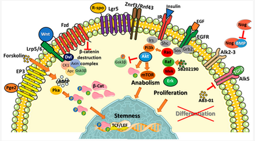 G WZW5OW0AE0sws?format=png.png