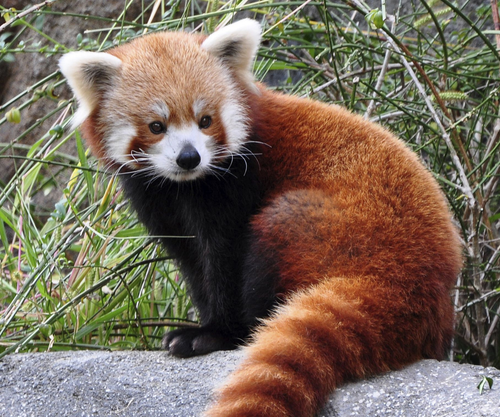 red pnda.png