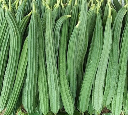 1250 pkm1 ridge gourd vegetable.jpg