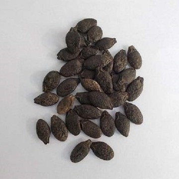 1250 fresh healthy hybrid ridge.jpg