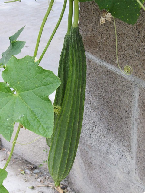 1250 ridge gourd toru torai f1 2.jpg