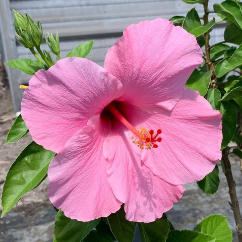 hibiscus live plant with pot col.jpg