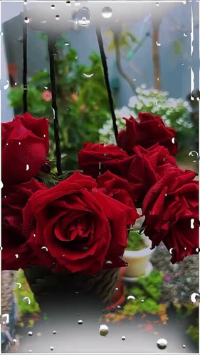 WseV87WyK4K4i Ol.jpg