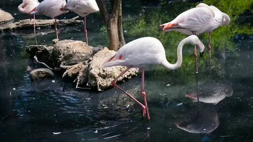 bNI9qtLZLZeF1G 0.jpg