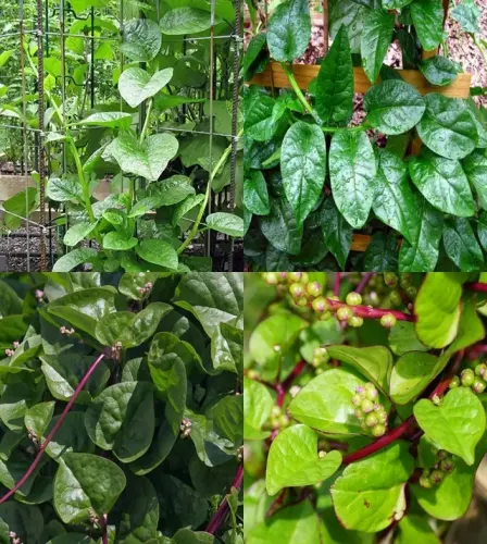 60 pui shak seeds beez ibains original imahaz477fgdefh3.webp