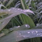 1000057924