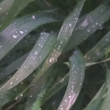 1000057887